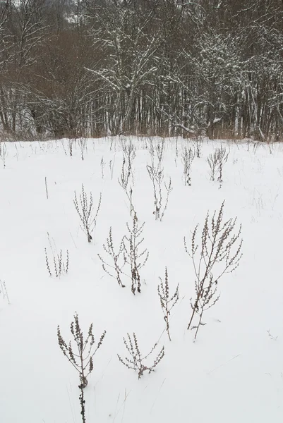 Winterlandschap met ijzige bomen. — Stockfoto