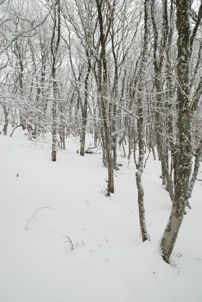 Paesaggio invernale con alberi ghiacciati. — Foto Stock
