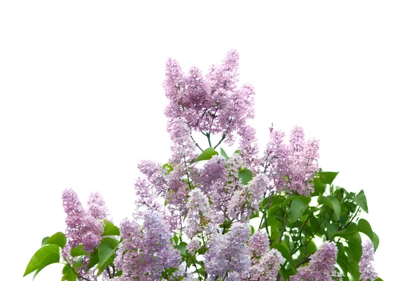 Фиолетовая лиловая ветвь — стоковое фото