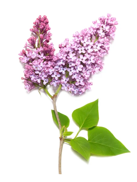 Violet lilac branch — Stock Photo, Image