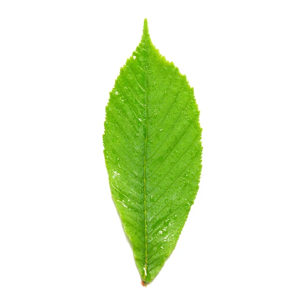 Green wet chestnut leaf. — Stock Photo, Image