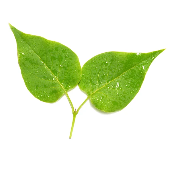 Two green lilac leaves. — Stock Photo, Image