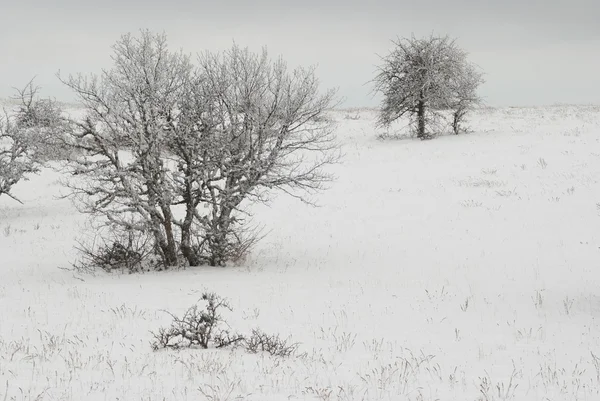 Buzlu ağaçlı kış manzarası. — Stok fotoğraf