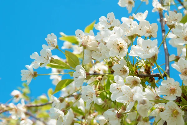 Białe kwiaty wiśni — Zdjęcie stockowe