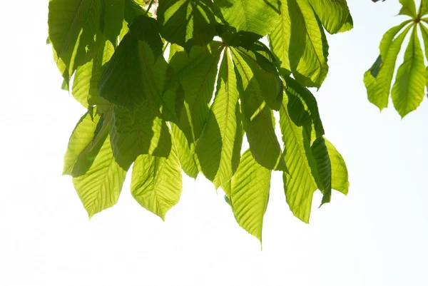 Zelené listy kaštanu — Stock fotografie