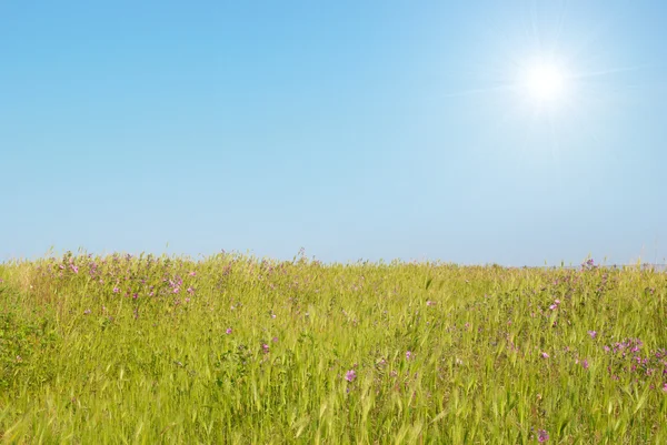 Зеленый пейзаж с солнцем . — стоковое фото