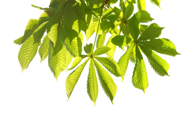 Green chestnut leaves — Stock Photo, Image