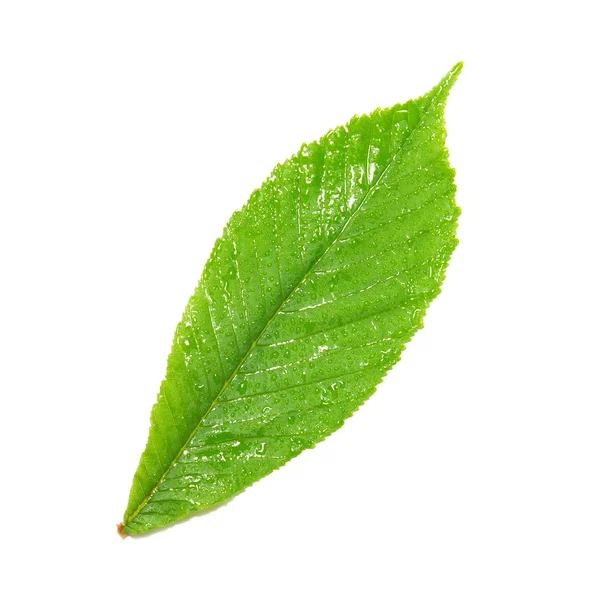 Folha de castanha verde húmida . — Fotografia de Stock