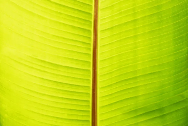 Plátano verde hoja soleada — Foto de Stock