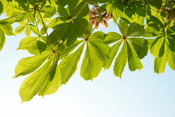 Green chestnut leaves — Stock Photo, Image
