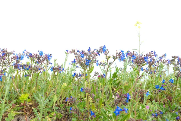 Herbe verte aux fleurs bleues — Photo
