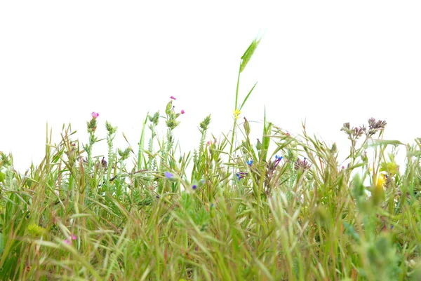 Grünes Gras isoliert — Stockfoto