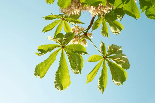 Zielone liście kasztanowca — Zdjęcie stockowe