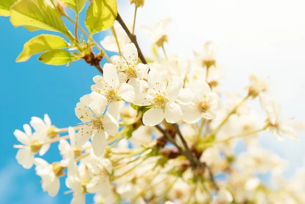 White cherry flowers — Stock Photo, Image