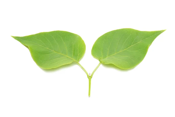 Два зелених бузкових листя . — стокове фото