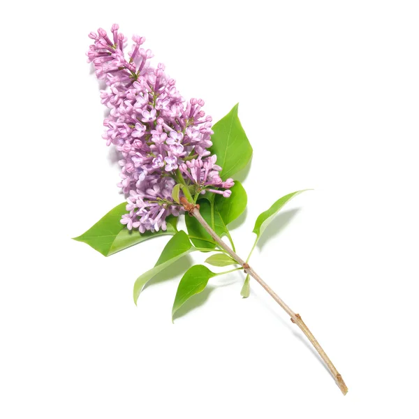 Violet lilac branch — Stock Photo, Image