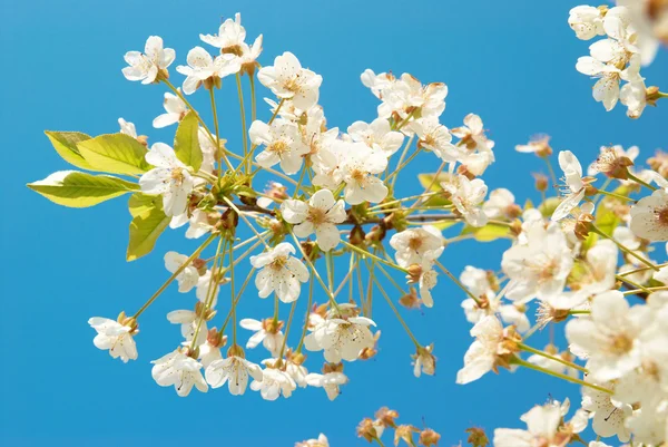 White cherry flowers — Stock Photo, Image