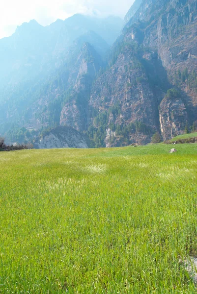 Поле зеленой травы с голубым небом — стоковое фото