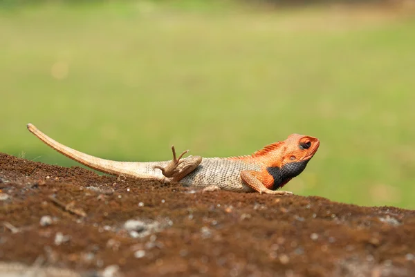 Agama de cabeça laranja — Fotografia de Stock