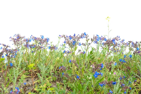 Herbe verte aux fleurs bleues — Photo