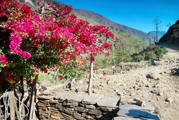 Rote Blumen in tibetischem Dorf — Stockfoto