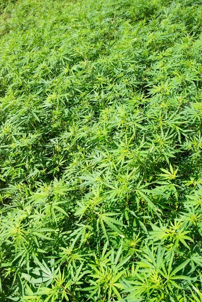 Campo de marihuana verde (cáñamo ) — Foto de Stock