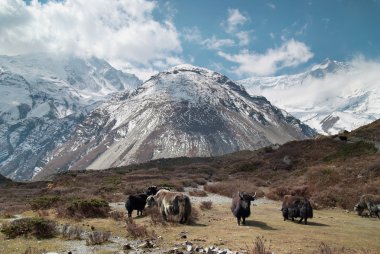 Landscape with yaks and mountains. clipart