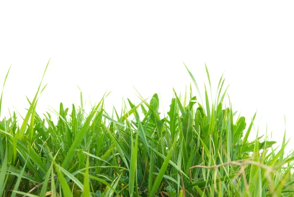 Zelené trávě, samostatný — Stock fotografie