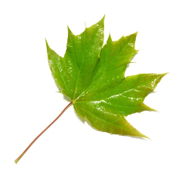 Grünes feuchtes Ahornblatt — Stockfoto
