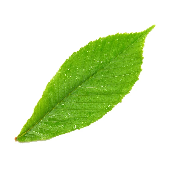 Zielony liść mokry kasztan. — Zdjęcie stockowe