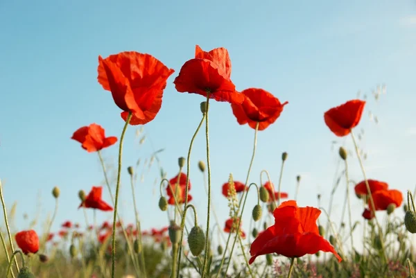 Field of poppies — Stock Photo, Image