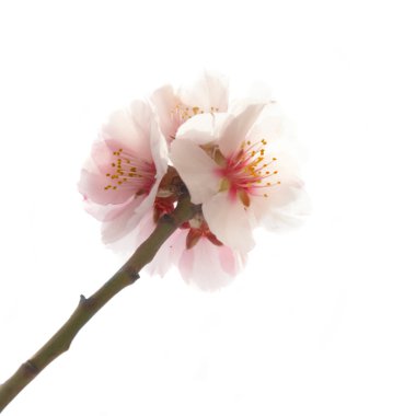 Almond tree pink flowers. clipart