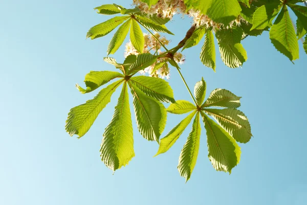 Зеленые каштановые листья — стоковое фото
