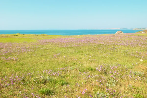 Grüne Landschaft mit Blumenwiese. — Stockfoto