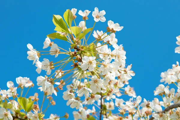 白桜の花 — ストック写真