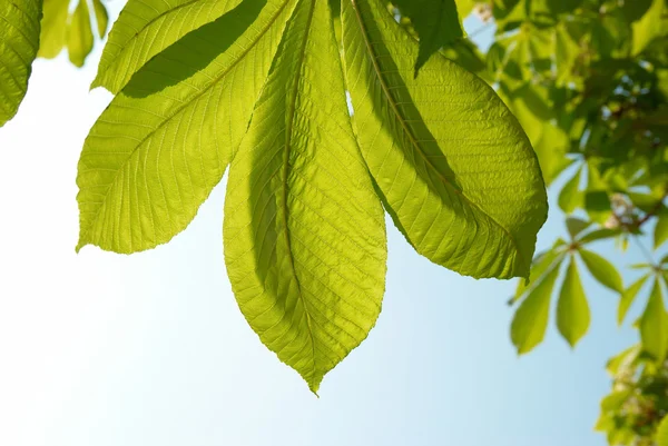 Groene bladeren van kastanje. — Stockfoto