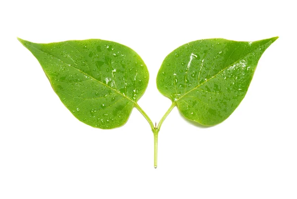 Two green lilac leaves. — Stock Photo, Image