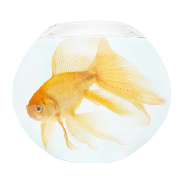 Złote ryby w akwarium — Zdjęcie stockowe