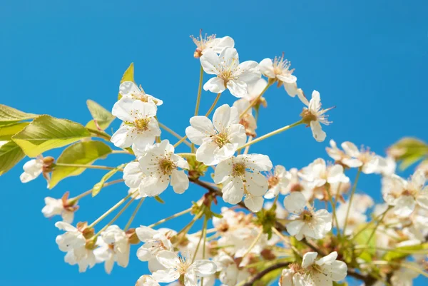 Vita körsbär blommor — Stockfoto