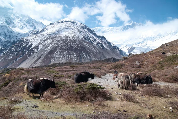 stock image Landscape with yaks and mountains.