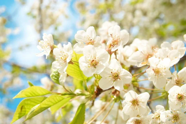 Λευκά άνθη κερασιάς — Φωτογραφία Αρχείου