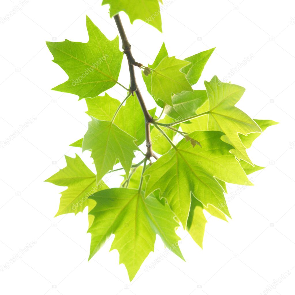 Green maple leaves with branch