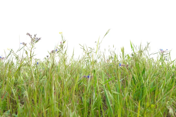 分離された緑の芝生 — ストック写真