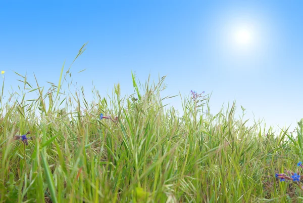 与阳光明媚的蓝天绿草 — 图库照片