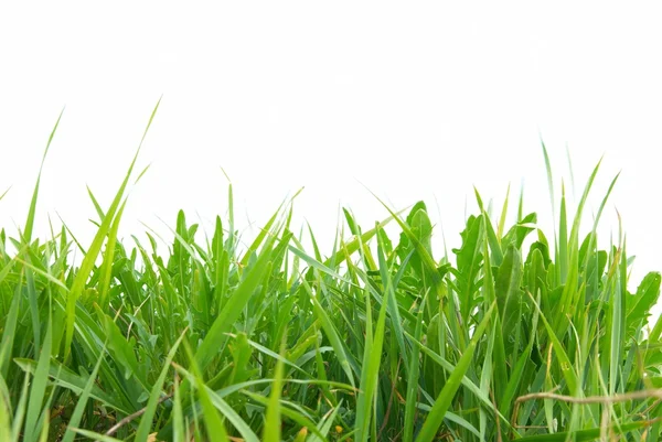Grama verde isolada — Fotografia de Stock