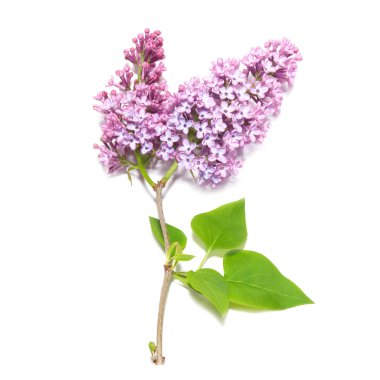 Violet lilac branch clipart