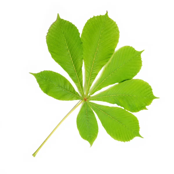 Skupina kaštany zelené listy — Stock fotografie