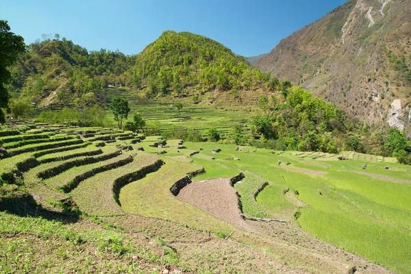 在喜马拉雅山上的稻田 — 图库照片