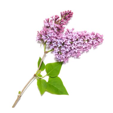 Violet lilac branch clipart