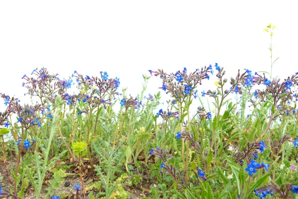 青い花の緑の草 — ストック写真